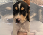 Small #1 Beagle Mix