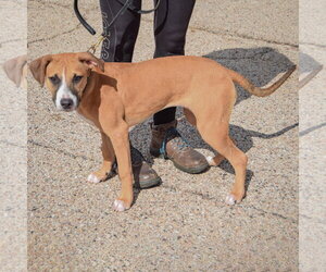 Paisley - Female American Staffordshire Terrier-Boxer Mix Dog for Adoption - Photo #2