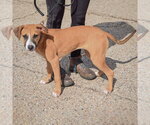 Small Photo #2 American Staffordshire Terrier-Boxer Mix Puppy For Sale in Huntley, IL, USA