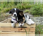 Small Photo #26 Pembroke Welsh Corgi Puppy For Sale in PERKINSVILLE, VT, USA