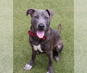 American Pit Bull Terrier-Labrador Retriever Mix Dogs for adoption in Rockaway, NJ, USA