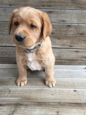 Labrador Retriever Puppy for sale in FORT MORGAN, CO, USA