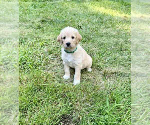 Medium Photo #19 Aussiedoodle-Labradoodle Mix Puppy For Sale in BRYANTOWN, MD, USA