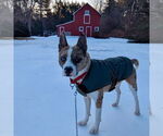 Small #5 Catahoula Leopard Dog Mix