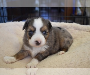 Miniature Australian Shepherd Puppy for sale in WICHITA FALLS, TX, USA