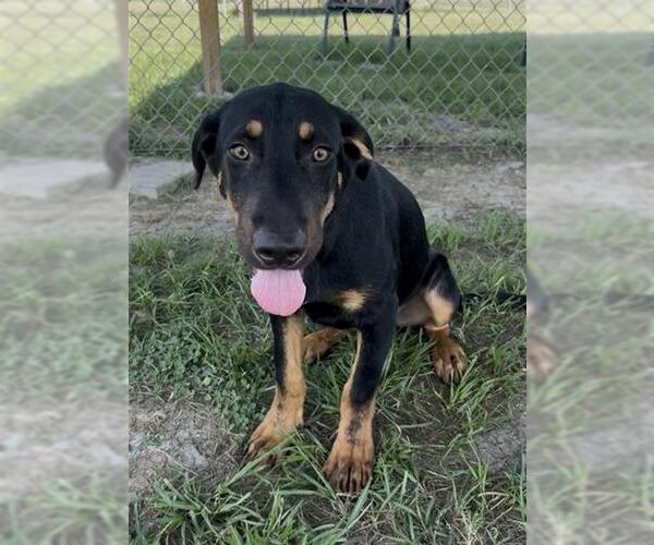 Medium Photo #2 Doberman Pinscher Puppy For Sale in Rosenberg, TX, USA