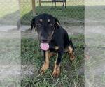 Small #1 Doberman Pinscher