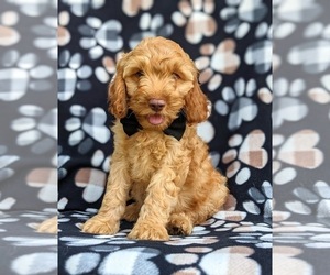 Cocker Spaniel-Poodle (Miniature) Mix Puppy for sale in LINCOLN UNIVERSITY, PA, USA