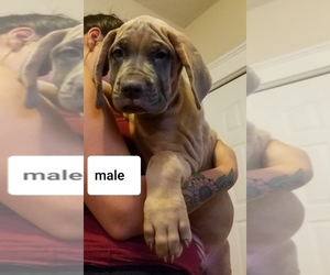 Cane Corso Puppy for sale in CLEVELAND, OH, USA
