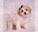 Small #2 Maltipoo (Miniature)