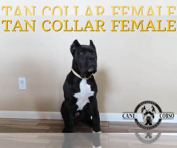 Medium Photo #3 Cane Corso Puppy For Sale in APPLE VALLEY, CA, USA
