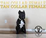 Small #2 Cane Corso