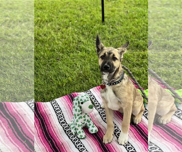 Medium Photo #13 Australian Kelpie-Unknown Mix Puppy For Sale in Dana Point, CA, USA