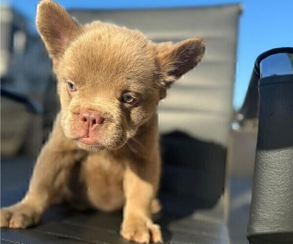 Medium Photo #1 French Bulldog Puppy For Sale in SPRINGFIELD, MA, USA