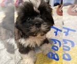 Small Photo #3 Shih Tzu Puppy For Sale in ORLANDO, FL, USA
