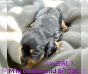 Dachshund Puppy for sale in MONTPELIER, OH, USA
