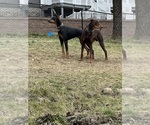 Image preview for Ad Listing. Nickname: Doberman