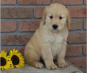 Golden Retriever Puppy for sale in FREDERICKSBG, OH, USA