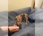 Small Photo #4 Great Dane Puppy For Sale in FARMERSVILLE, TX, USA