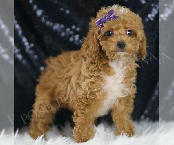 Medium Photo #4 Poodle (Toy) Puppy For Sale in WARSAW, IN, USA