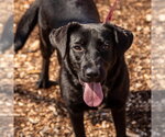 Small #4 Labrador Retriever Mix