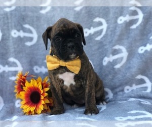 Boxer Puppy for sale in CEDAR LANE, PA, USA