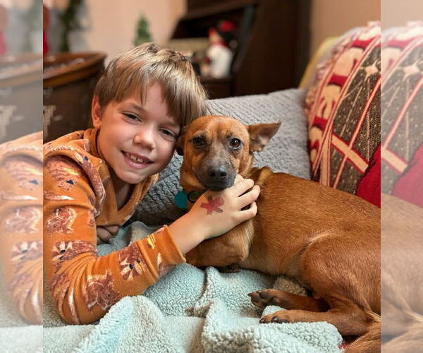 Medium Photo #2 Dachshund-Unknown Mix Puppy For Sale in Arlington, VA, USA