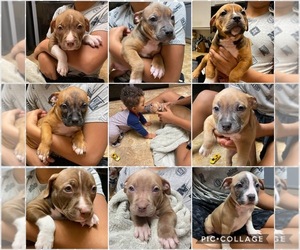 American Pit Bull Terrier Puppy for sale in ALOHA, OR, USA