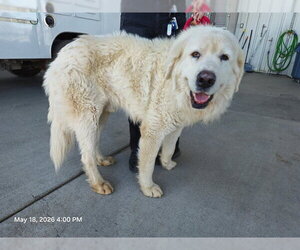 Great Pyrenees-Unknown Mix Dogs for adoption in Oroville, CA, USA