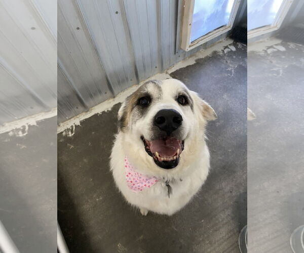 Medium Photo #4 Anatolian Shepherd-Great Pyrenees Mix Puppy For Sale in PEYTON, CO, USA