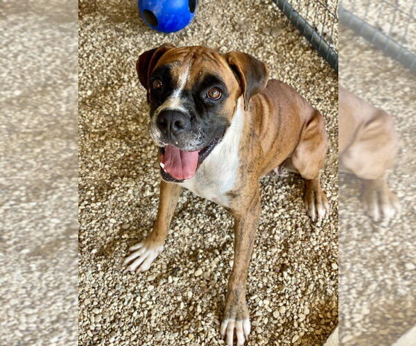 Medium Photo #1 Boxer Puppy For Sale in Austin, TX, USA