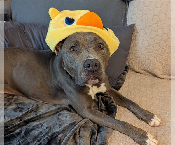 Medium Photo #5 American Staffordshire Terrier-Unknown Mix Puppy For Sale in Ocala, FL, USA