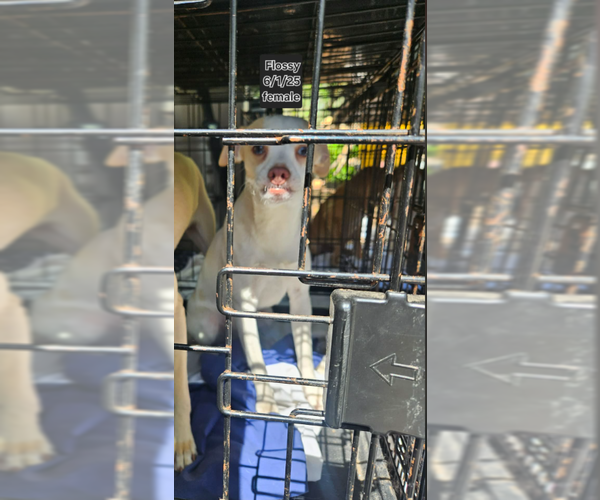 Medium Photo #2 Chihuahua-Unknown Mix Puppy For Sale in Cranston, RI, USA