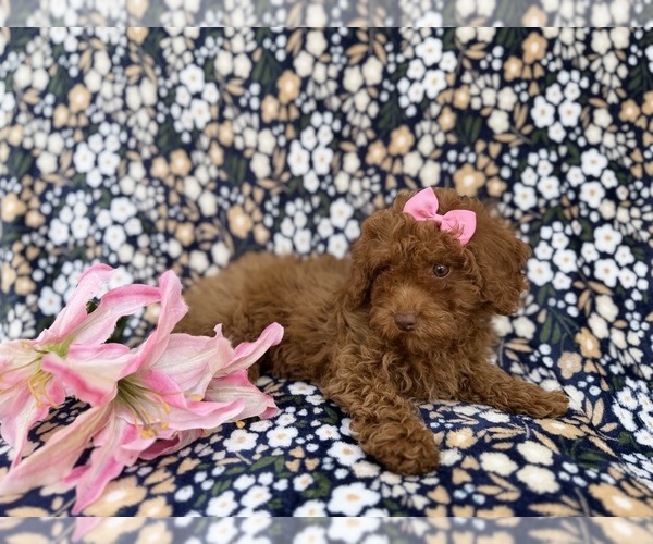 Medium Photo #7 Cavapoo (Miniature) Puppy For Sale in LAKELAND, FL, USA