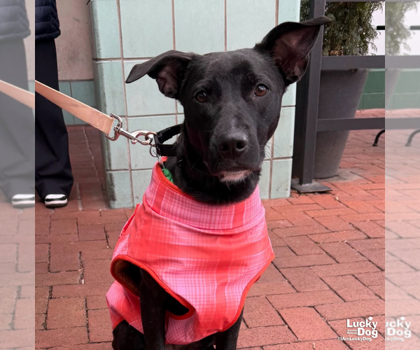 Medium Photo #7 Labrador Retriever-Retriever  Mix Puppy For Sale in Washington, DC, USA