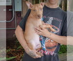 Small #2 American Staffordshire Terrier