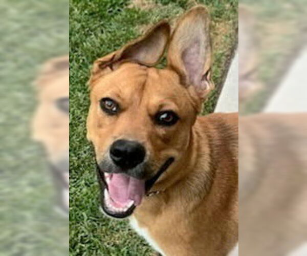 Medium Photo #19 American Staffordshire Terrier-German Shepherd Dog Mix Puppy For Sale in Lake Forest, CA, USA