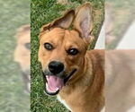 Small #18 American Staffordshire Terrier-German Shepherd Dog Mix