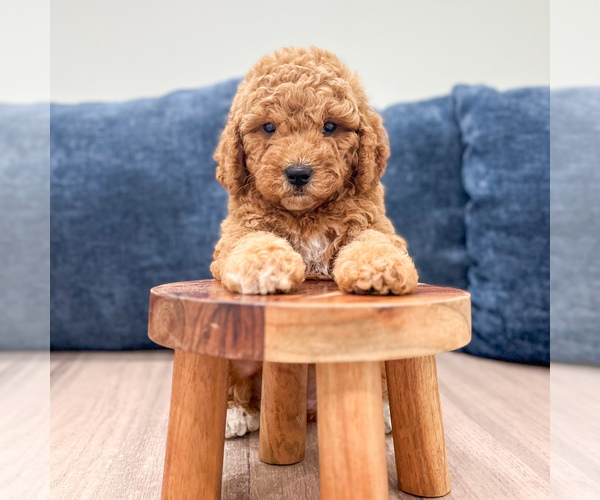 Medium Photo #2 Miniature Labradoodle Puppy For Sale in MILLERSBURG, OH, USA