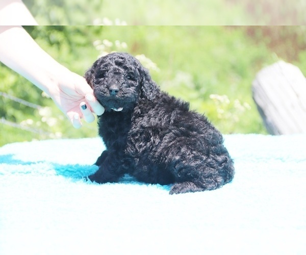 Medium Photo #12 Poodle (Standard) Puppy For Sale in UNION CITY, TN, USA