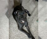 Small #23 American Pit Bull Terrier Mix