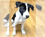 Small #3 Border Collie-Great Pyrenees Mix