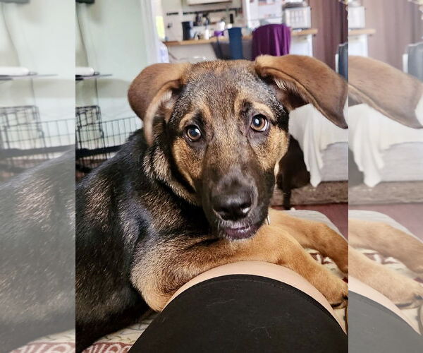 Medium Photo #1 Mutt Puppy For Sale in Mount Laurel, NJ, USA