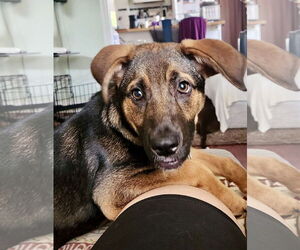 Mutt Dogs for adoption in Mount Laurel, NJ, USA