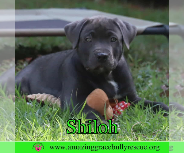 Medium Photo #3 American Pit Bull Terrier-Unknown Mix Puppy For Sale in Pensacola, FL, USA