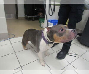 Medium American Bulldog
