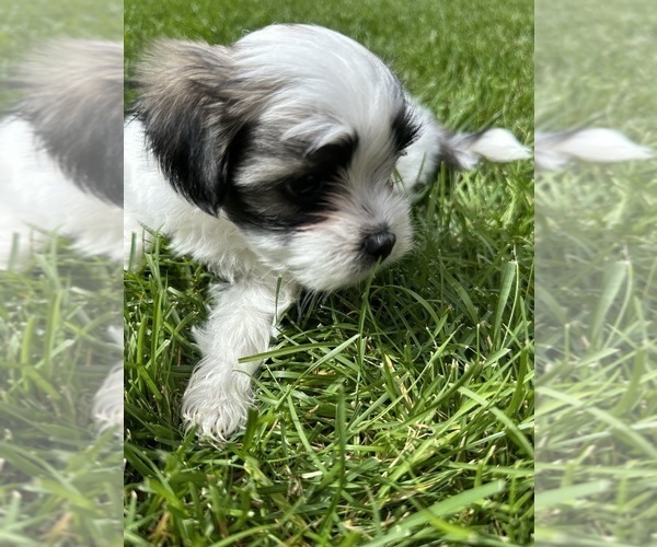Medium Photo #3 Mal-Shi Puppy For Sale in ROGERS, MN, USA
