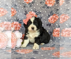Bernedoodle-Miniature Bernedoodle Mix Puppy for sale in KIRKWOOD, PA, USA