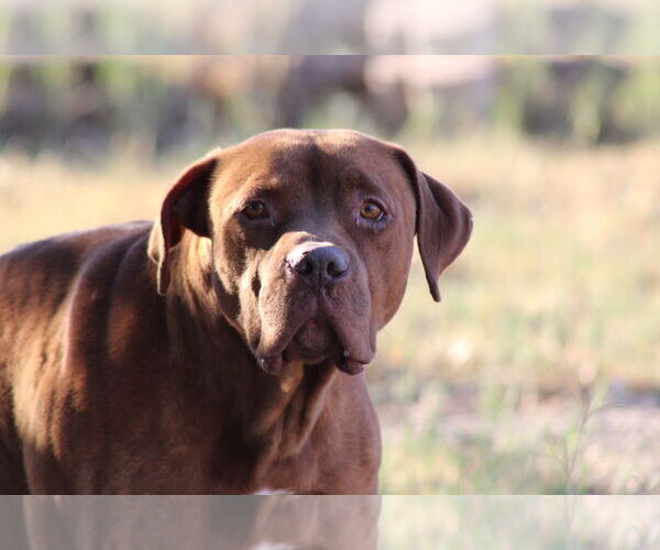 Medium Photo #1 Dogue de Bordeaux-Unknown Mix Puppy For Sale in El Centro, CA, USA
