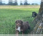 Small Photo #14 Miniature Australian Shepherd Puppy For Sale in BETHANY, IL, USA